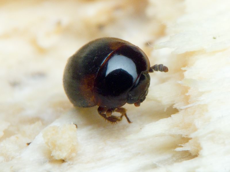 Anisotoma humeralis (Fabricius, 1792)